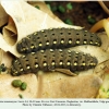 parnassius mnemosyne larva4g